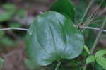 Roundleaf greenbrier